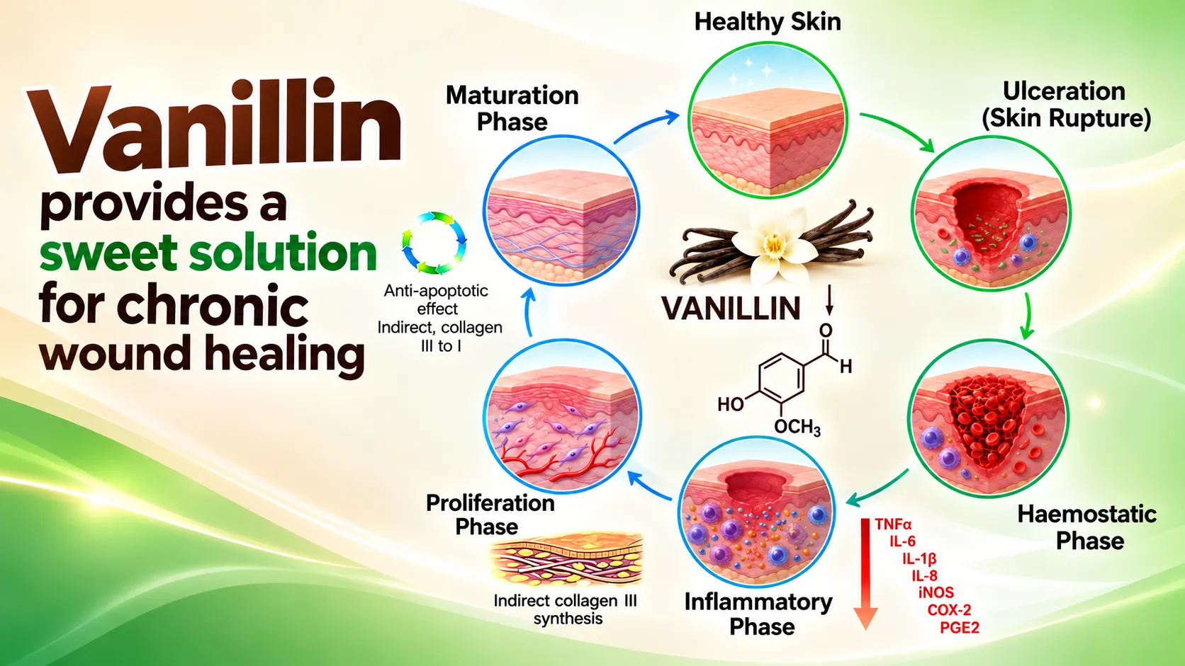 Vanillin provides a sweet solution for chronic wound healing